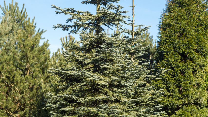 Abies procera feathered