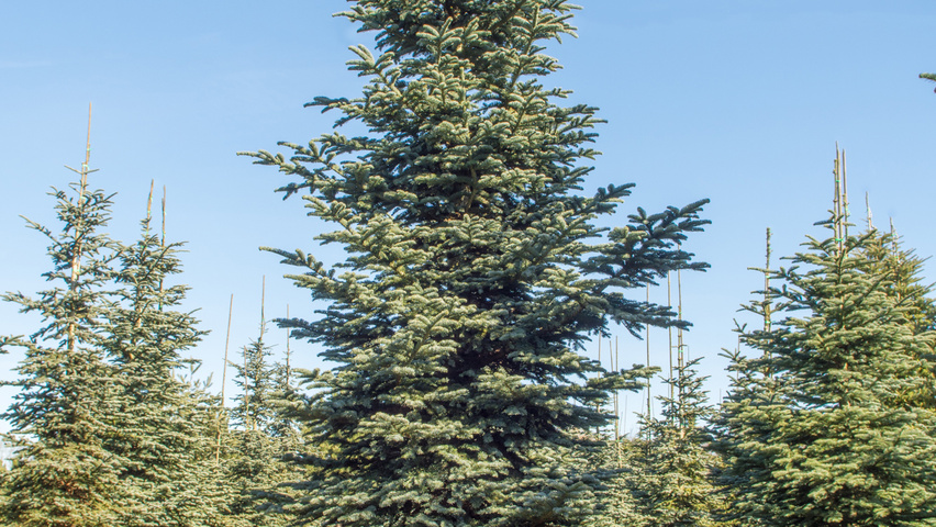 Abies procera feathered