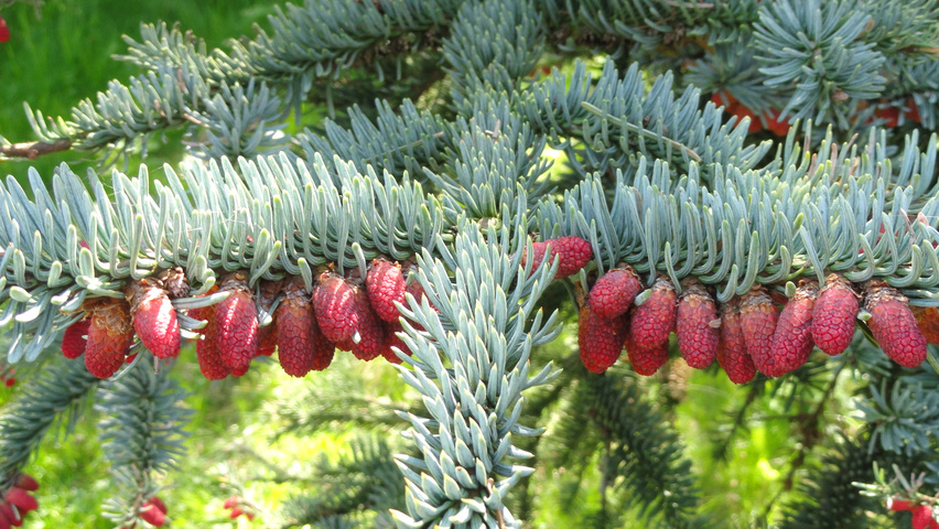 Abies procera fruits