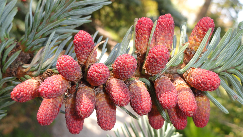 Abies procera fruits