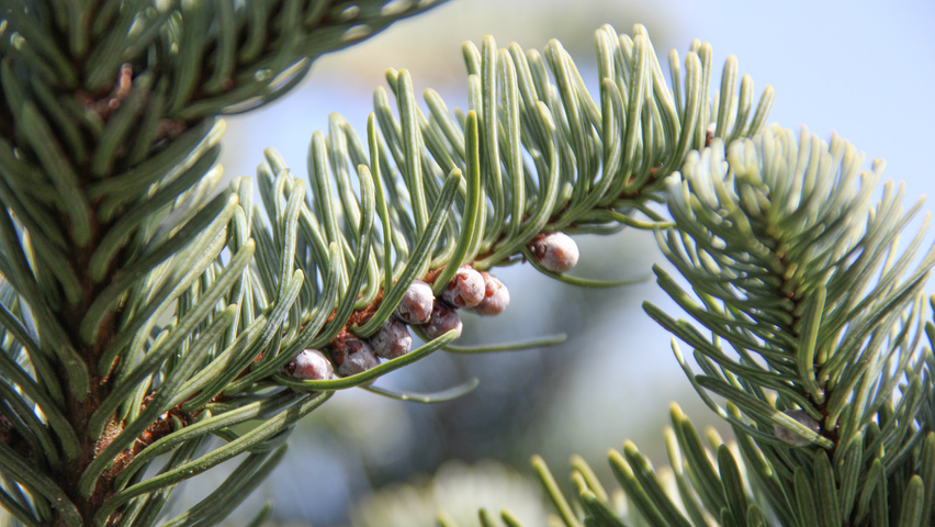 Abies procera fruits