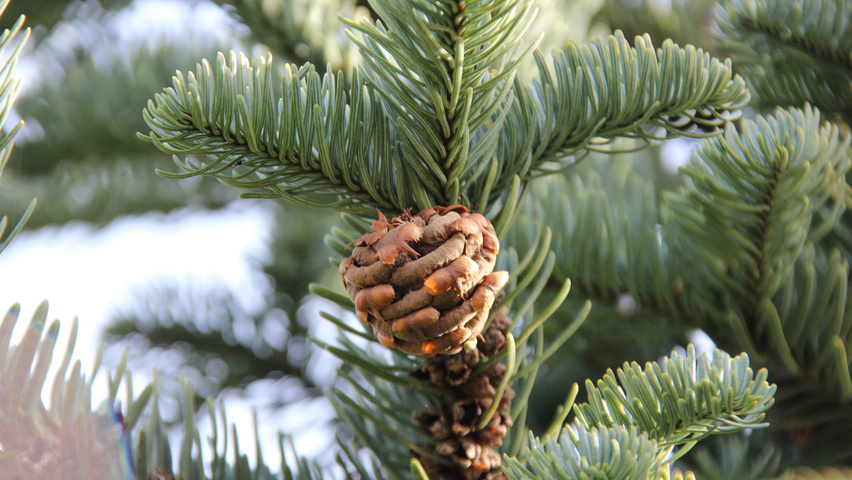 Abies procera fruits