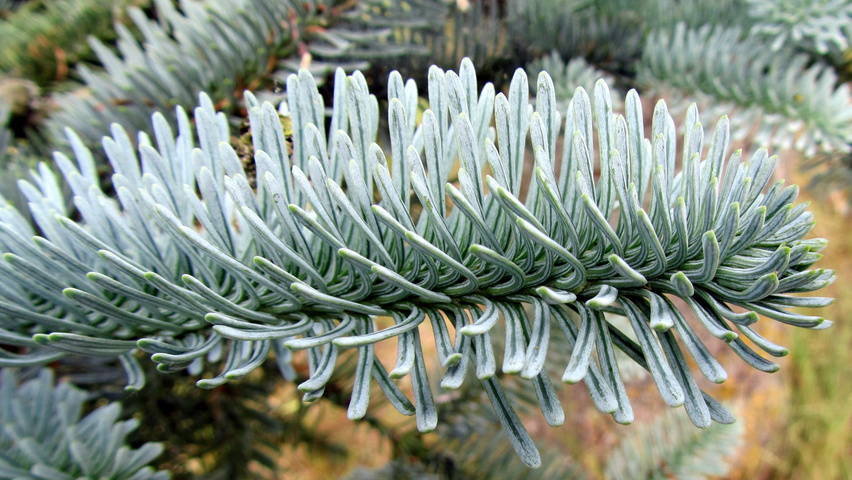 Abies procera leaves