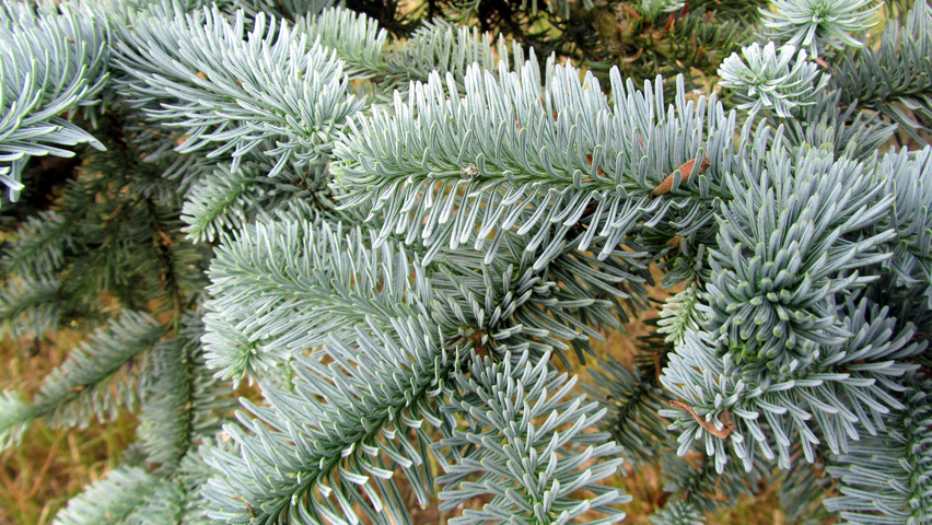 Abies procera leaves