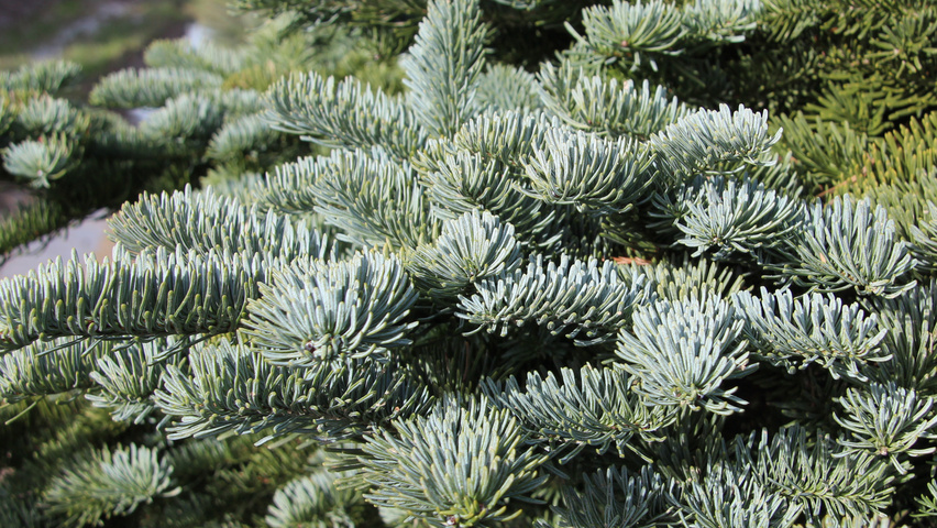 Abies procera leaves