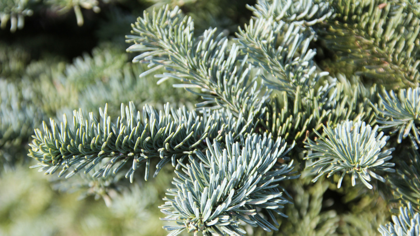 Abies procera leaves