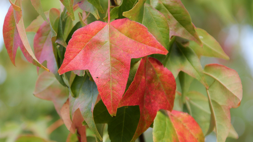 Acer buergerianum autumn leaves