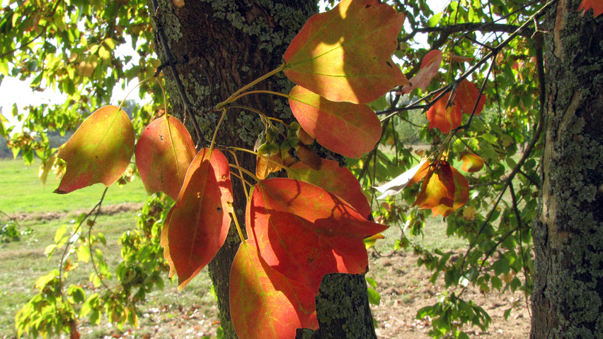 Acer buergerianum autumn leaves