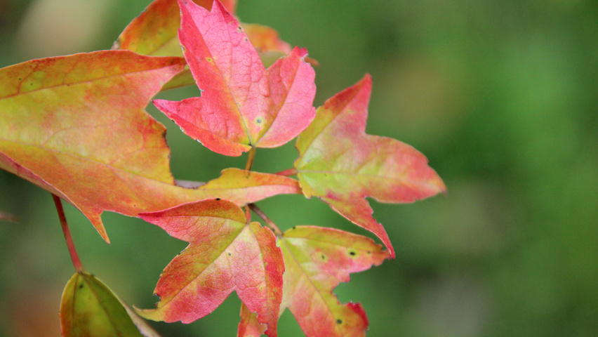Acer buergerianum autumn leaves