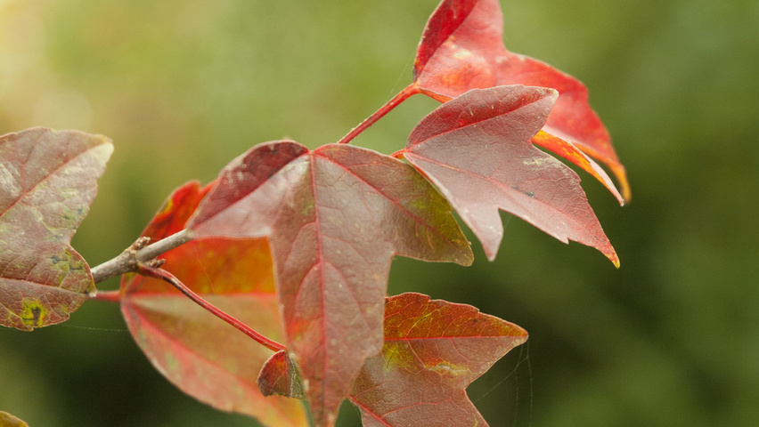 Acer buergerianum autumn leaves