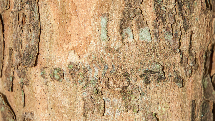 Acer buergerianum bark