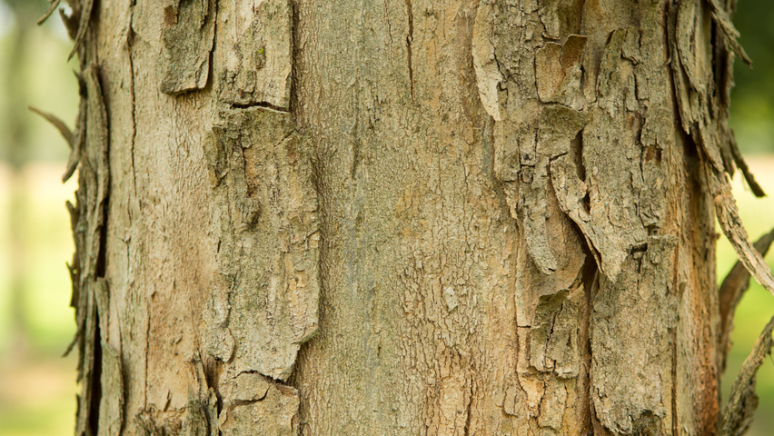 Acer buergerianum bark