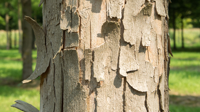 Acer buergerianum bark