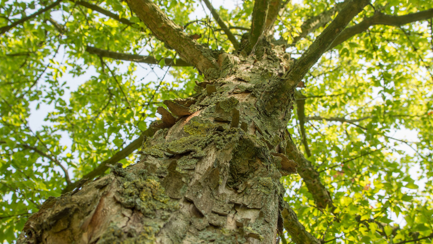 Acer buergerianum bark