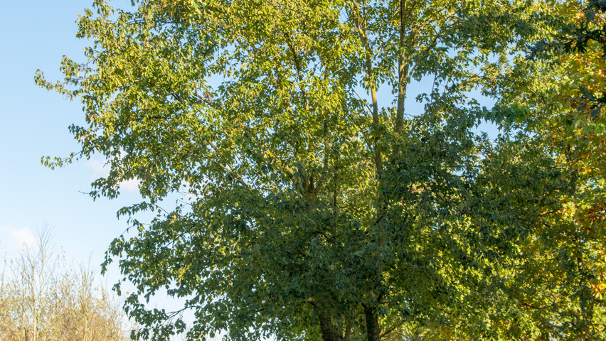 Acer buergerianum characteristic