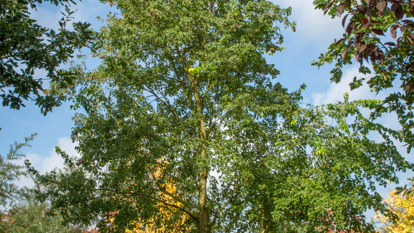 Acer buergerianum characteristic