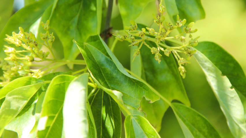 Acer buergerianum flowers