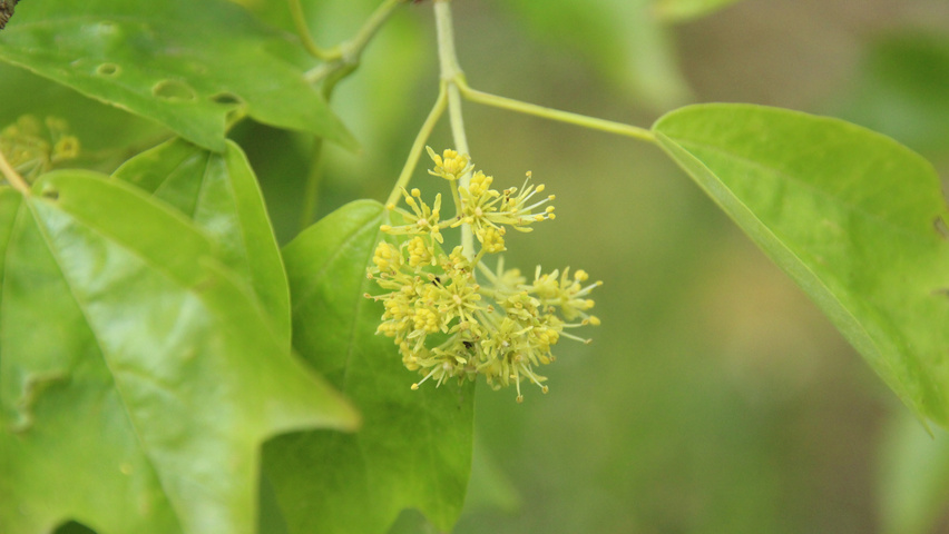 Acer buergerianum flowers