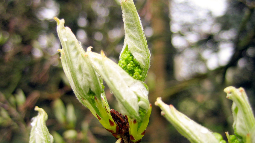 Acer buergerianum flowers