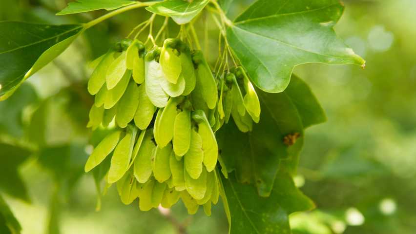 Acer buergerianum fruits