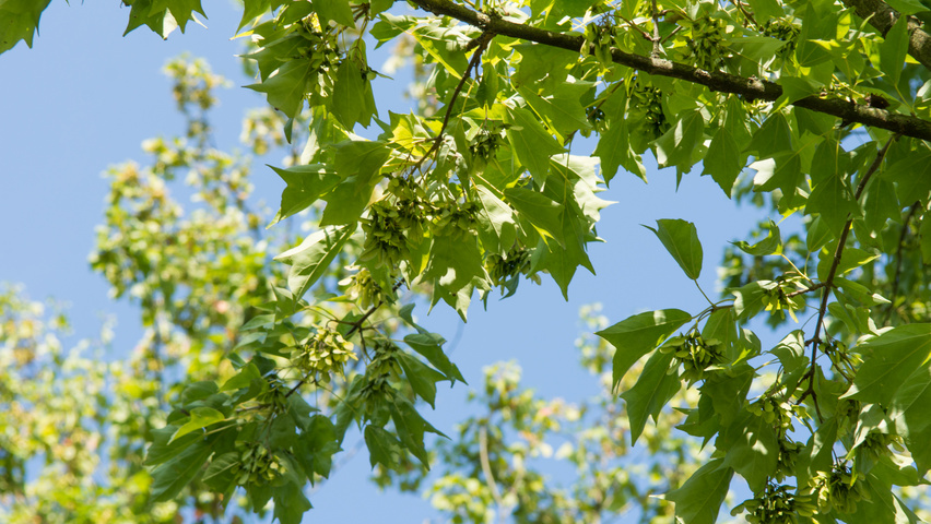 Acer buergerianum Frucht