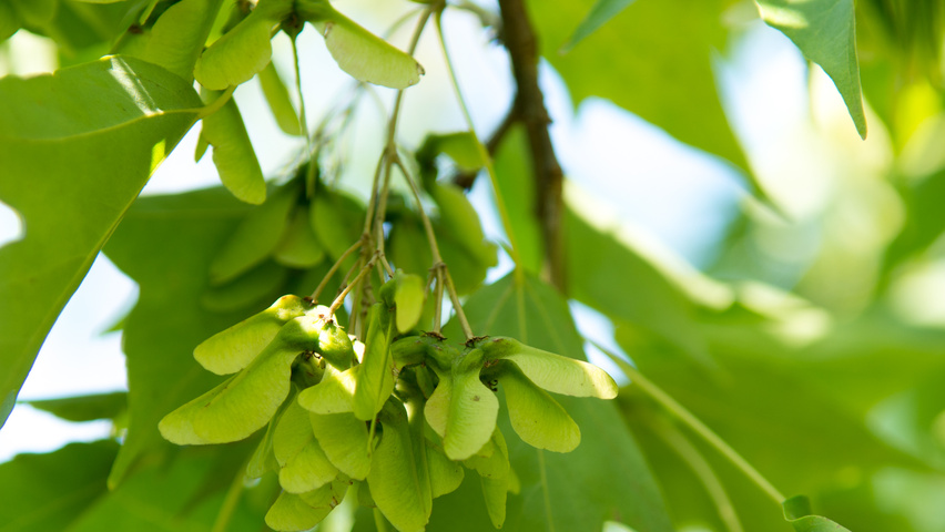 Acer buergerianum fruits