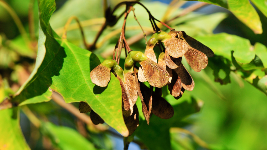 Acer buergerianum fruits