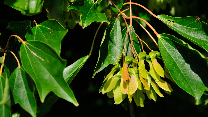 Acer buergerianum fruits