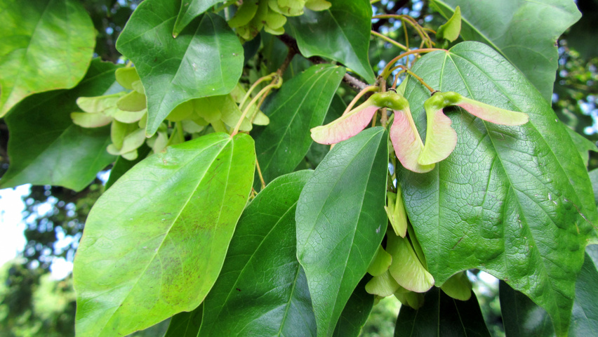 Acer buergerianum Frucht