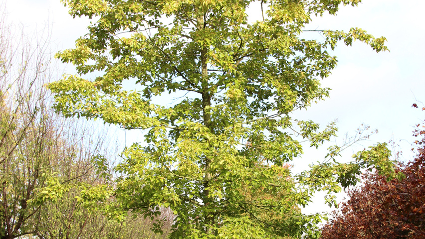 Acer buergerianum standard tree