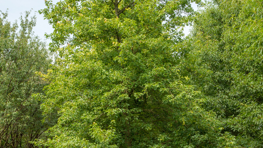 Acer buergerianum standard tree