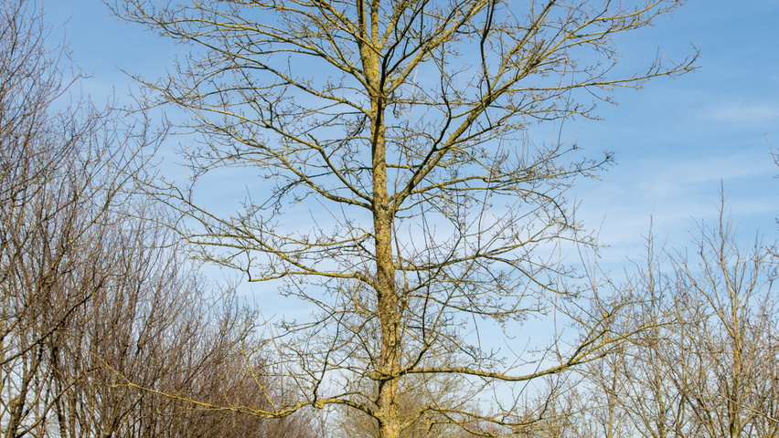 Acer buergerianum standard tree