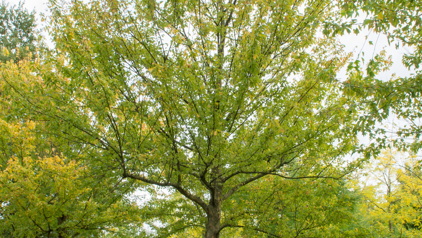 Acer buergerianum standard tree