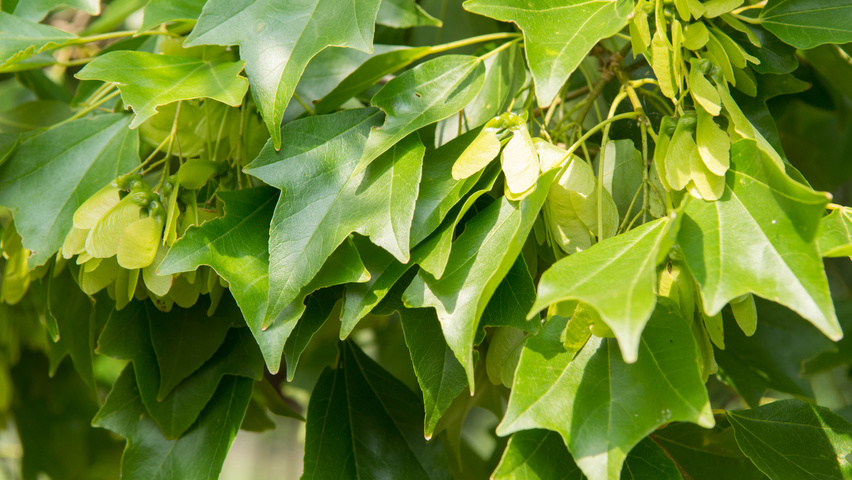 Acer buergerianum leaves