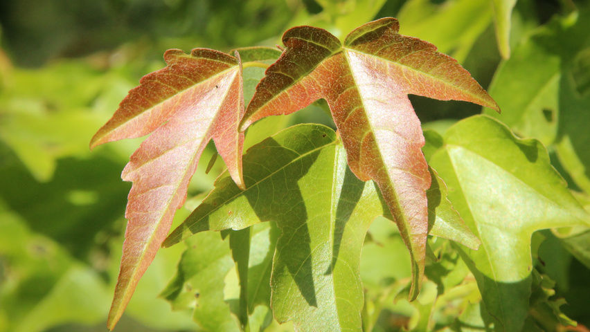 Acer buergerianum leaves
