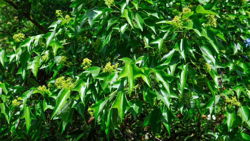 Acer buergerianum leaves