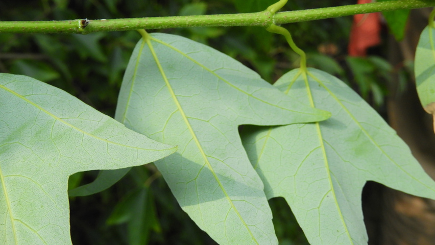 Acer buergerianum leaves
