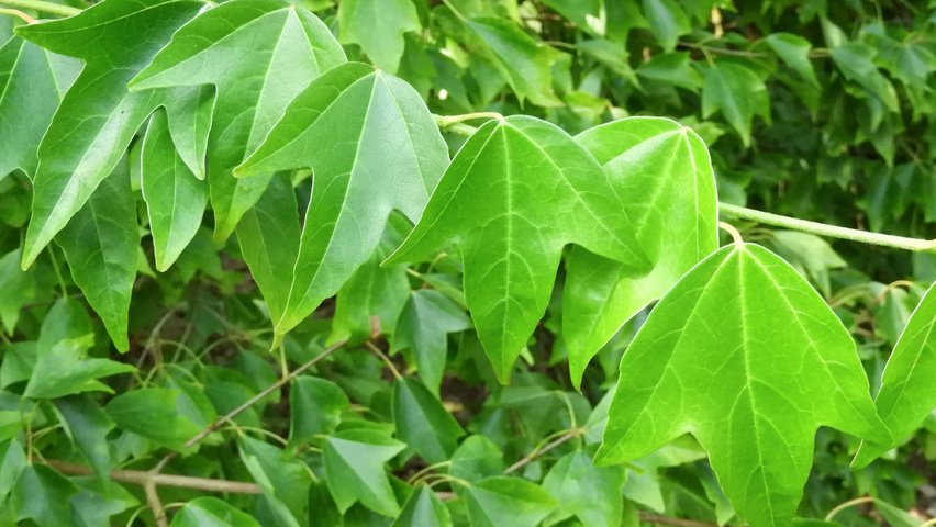 Acer buergerianum leaves