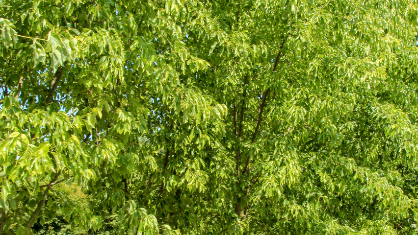 Acer buergerianum multi-stem