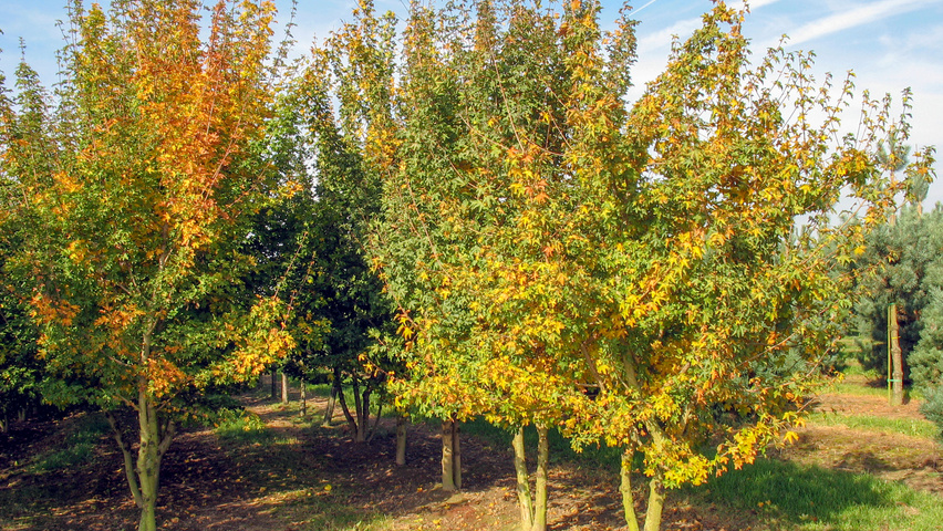 Acer buergerianum multi-stem