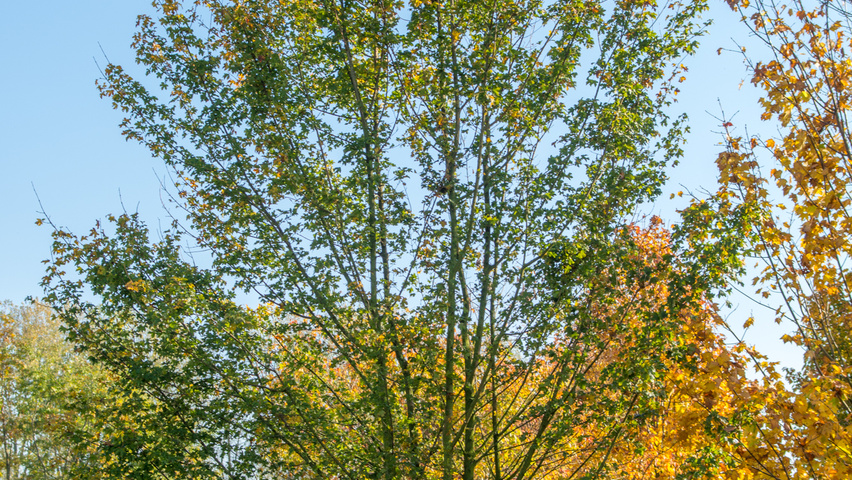 Acer buergerianum multi-stem