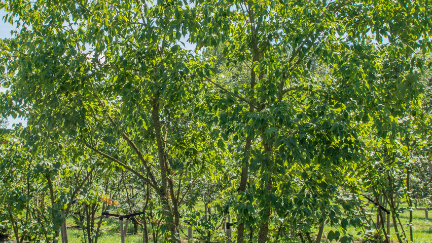 Acer buergerianum multi-stem umbrella