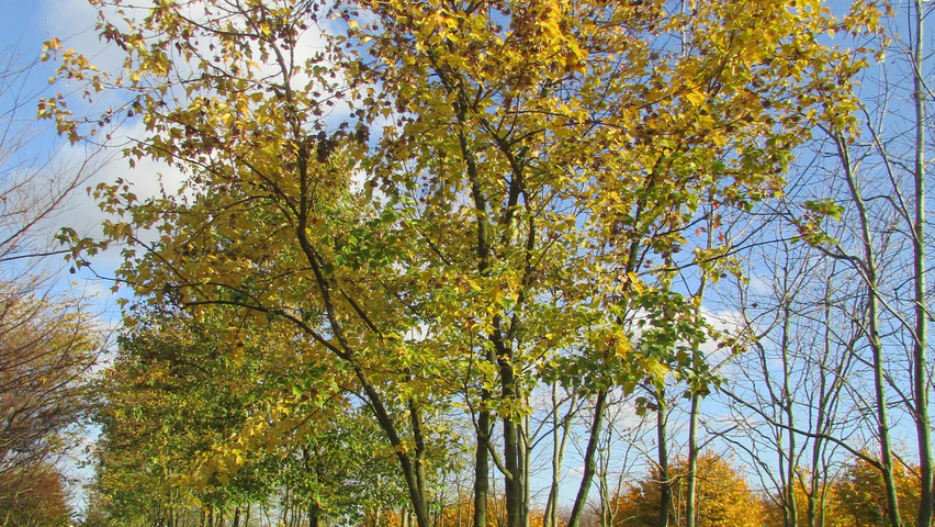 Acer buergerianum multi-stem umbrella