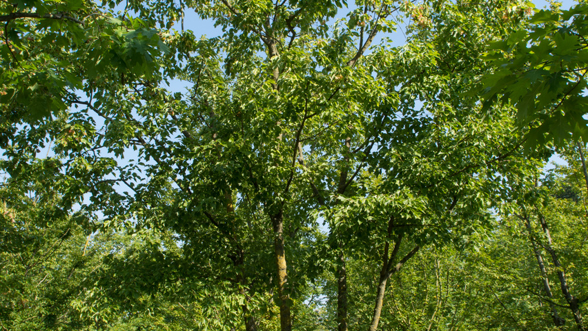 Acer buergerianum multi-stem umbrella