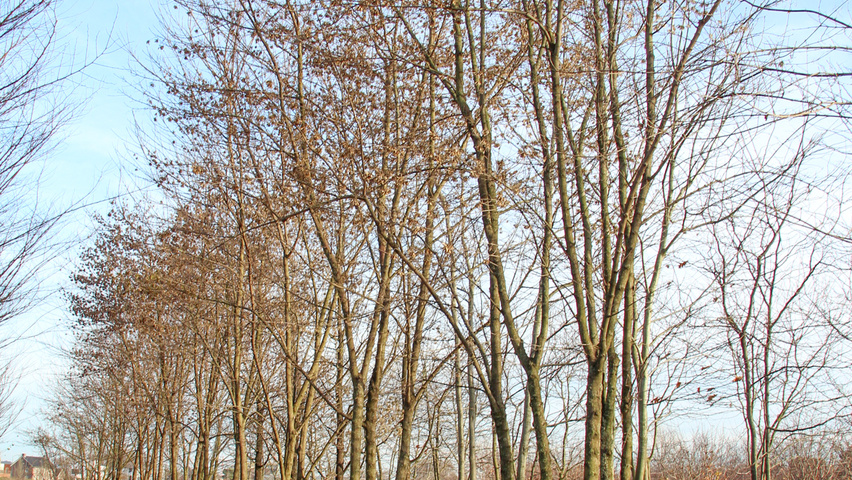 Acer buergerianum multi-stem umbrella