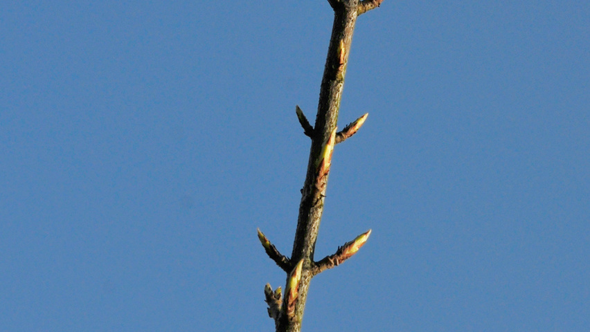 Acer buergerianum twigs