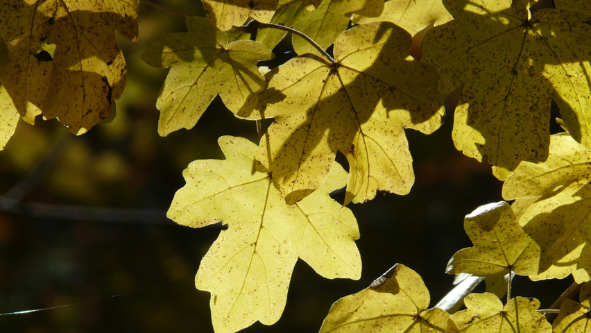 Acer campestre autumn leaves
