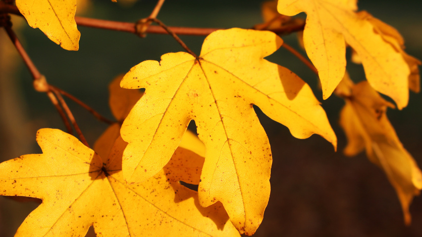 Acer campestre autumn leaves