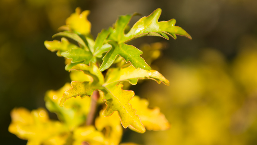 Acer campestre leaves