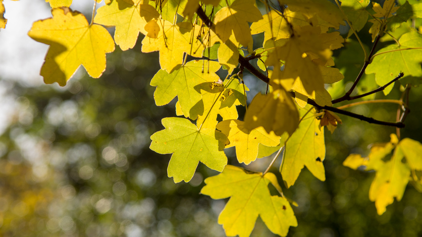 Acer campestre autumn leaves